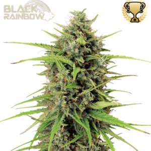 Black Rainbow Auto von Seedstockers