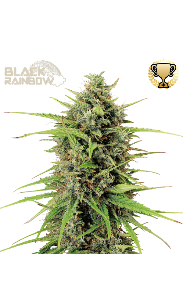 Black Rainbow Auto von Seedstockers