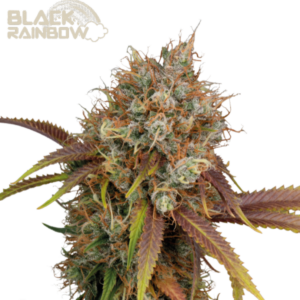 Black Rainbow von Seedstockers