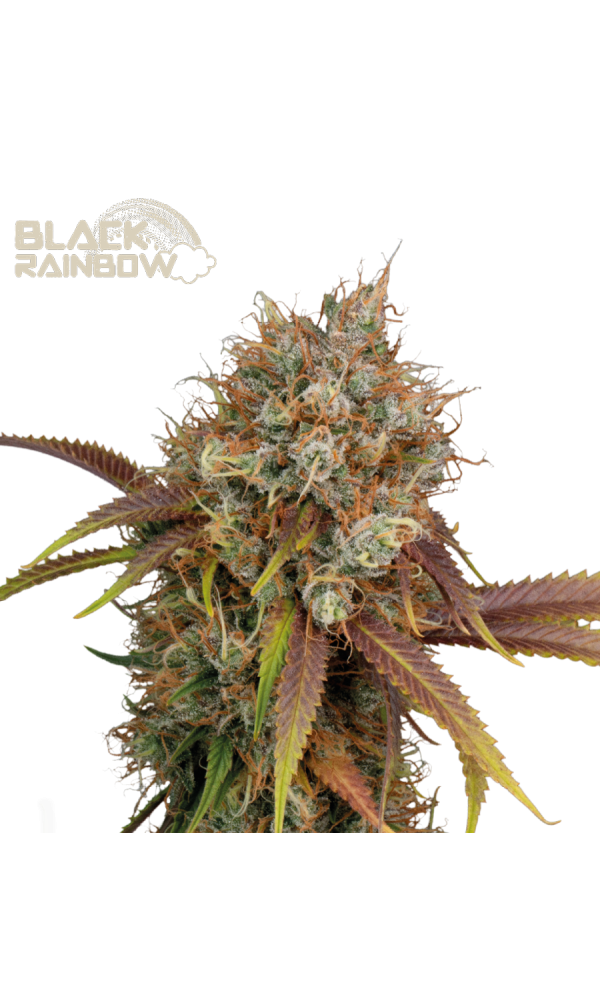 Black Rainbow von Seedstockers