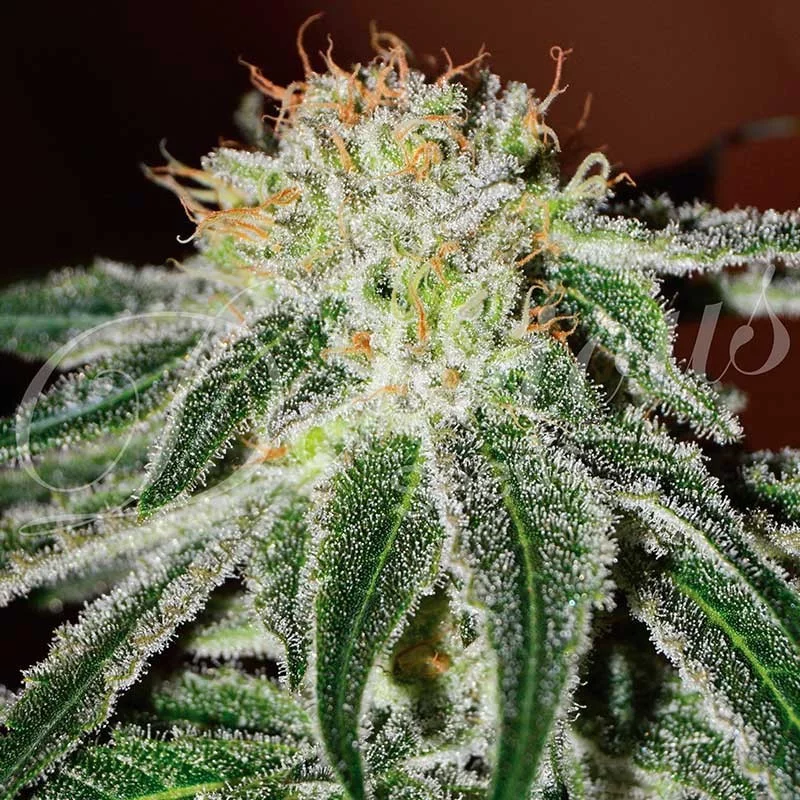 Black Russian von Delicious Seeds