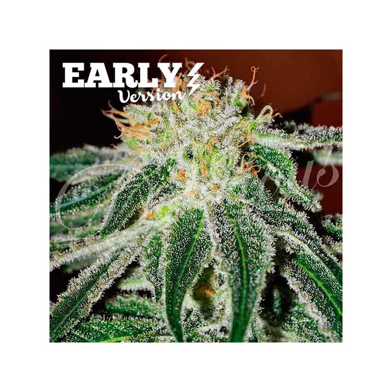 Black Russian Early Version von Delicious Seeds