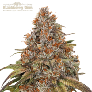Blackberry Gum Auto von Seedstockers