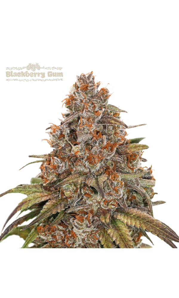 Blackberry Gum Auto von Seedstockers