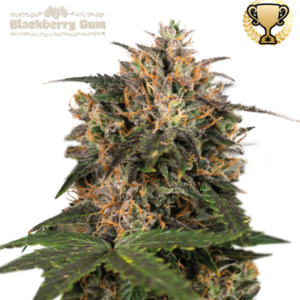 Blackberry Gum von Seedstockers