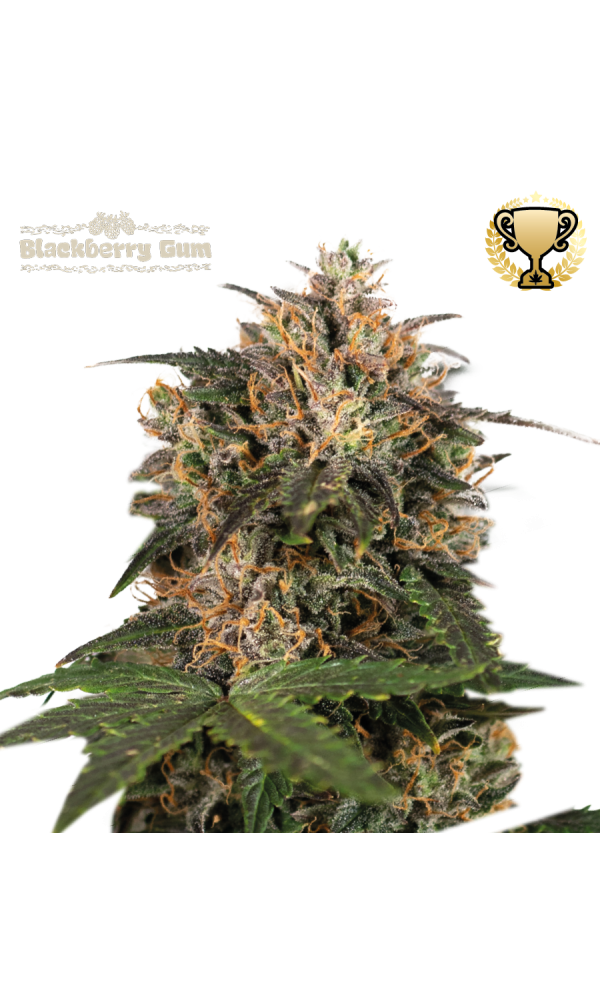 Blackberry Gum von Seedstockers