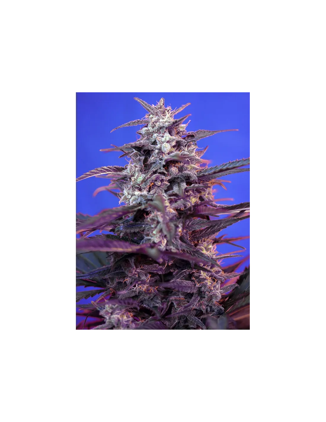 Bloody Skunk Auto von Sweet Seeds