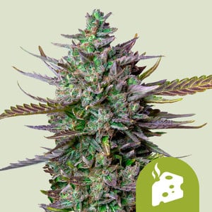 Blue Cheese Auto von Royal Queen Seeds