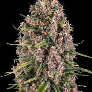 Blue Cheese Barney's Farm