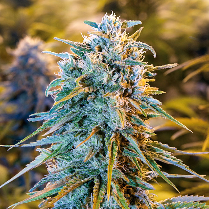 Blue Dream von Humboldt Seed Organisation