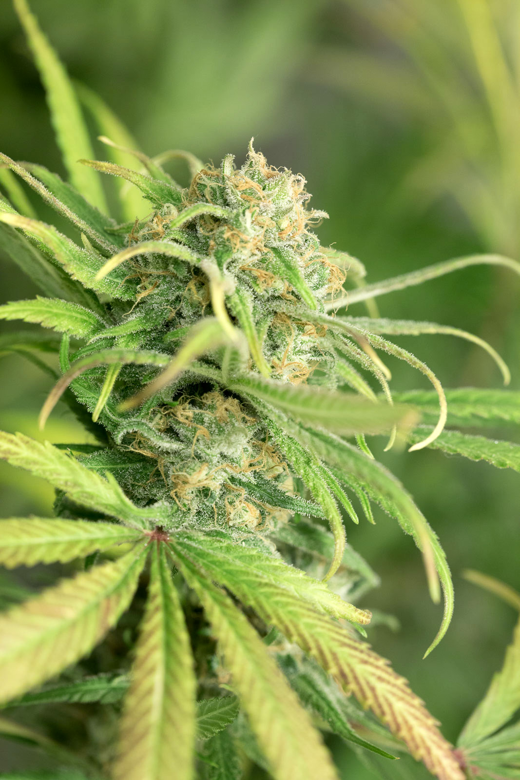 Blue Dream von Humboldt Seed Organisation