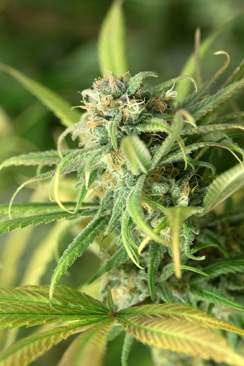 Blue Dream von Humboldt Seed Organisation