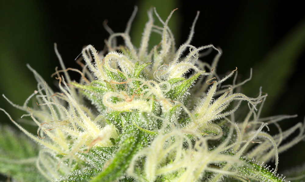 Blue Dream von Humboldt Seed Organisation