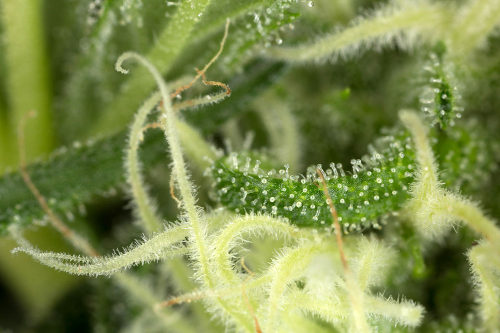 Blue Dream von Humboldt Seed Organisation