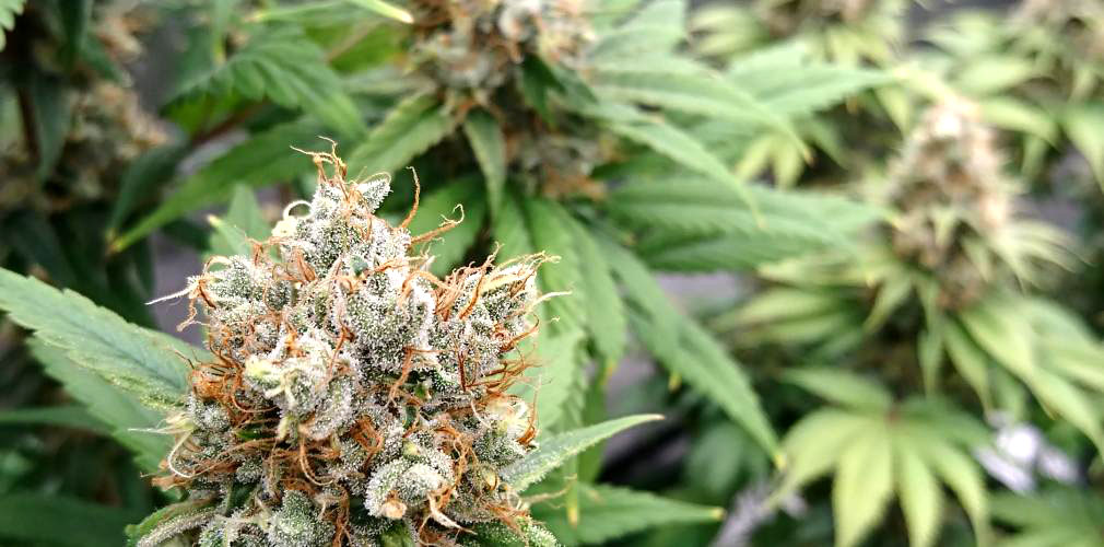 Blue Dream von Humboldt Seed Organisation