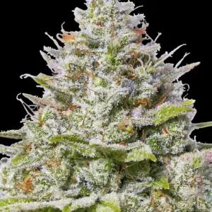 Blue Gelato 41 Barney's Farm
