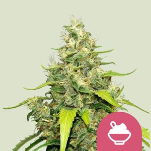 Blue Gelato von Royal Queen Seeds