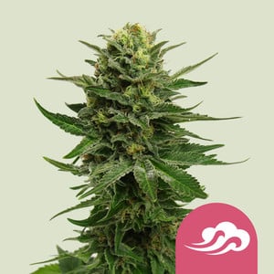Blue Mystic von Royal Queen Seeds
