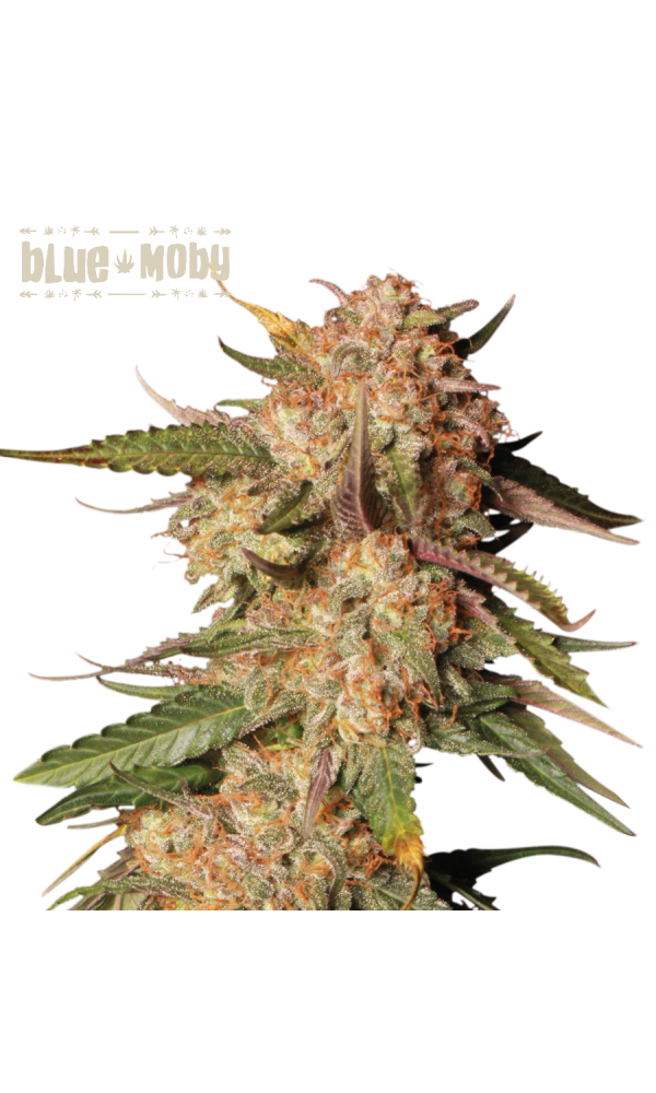 Blue Moby Auto von Seedstockers