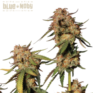 Blue Moby von Seedstockers