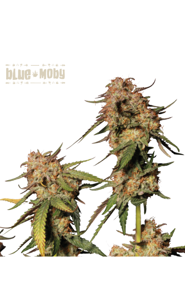 Blue Moby von Seedstockers