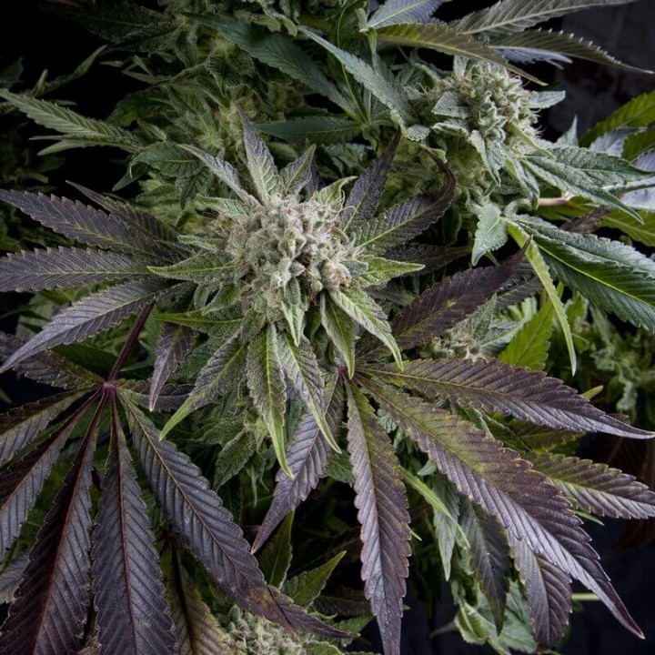Blue Pyramid Pyramid Seeds