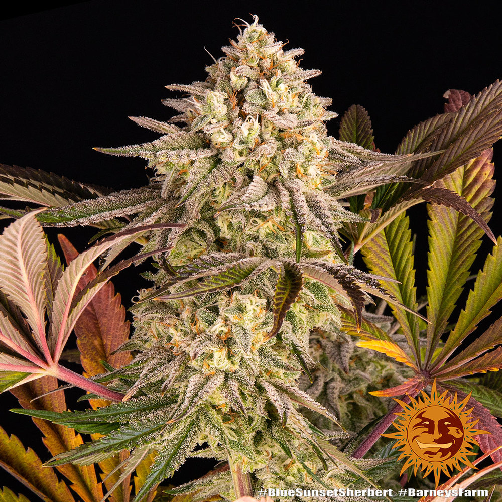 Blue Sunset Sherbert Barney's Farm