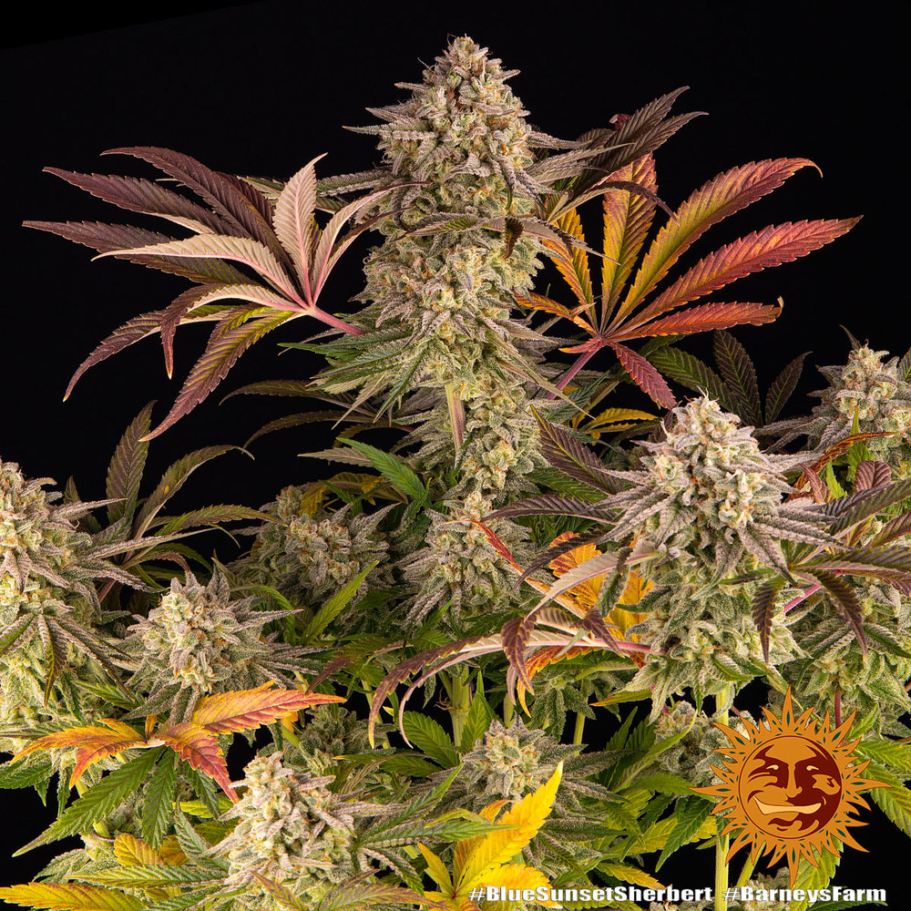 Blue Sunset Sherbert Barney's Farm