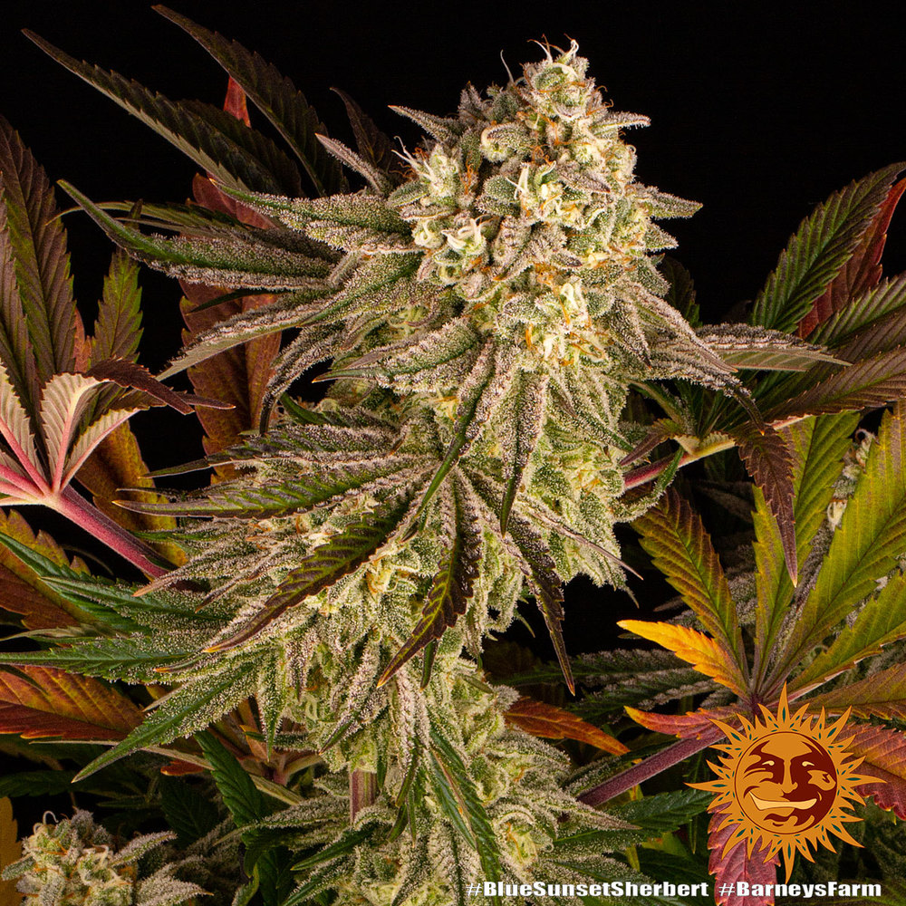 Blue Sunset Sherbert Barney's Farm