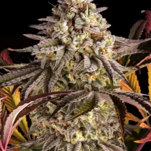 Blue Sunset Sherbert Barney's Farm
