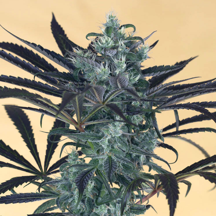 Blueberry Headband von Humboldt Seed Organisation