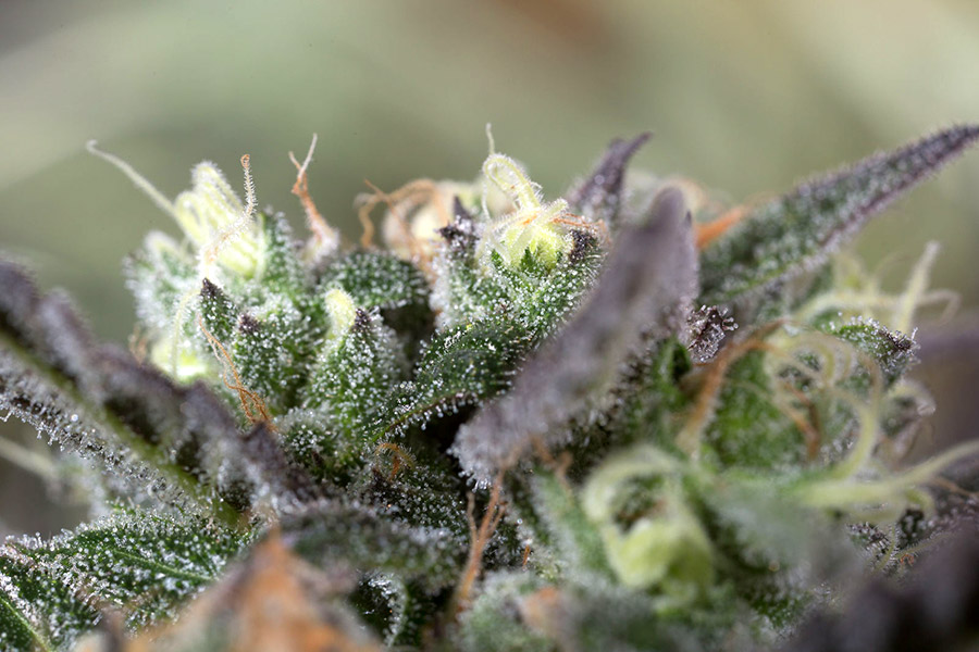 Blueberry Headband von Humboldt Seed Organisation