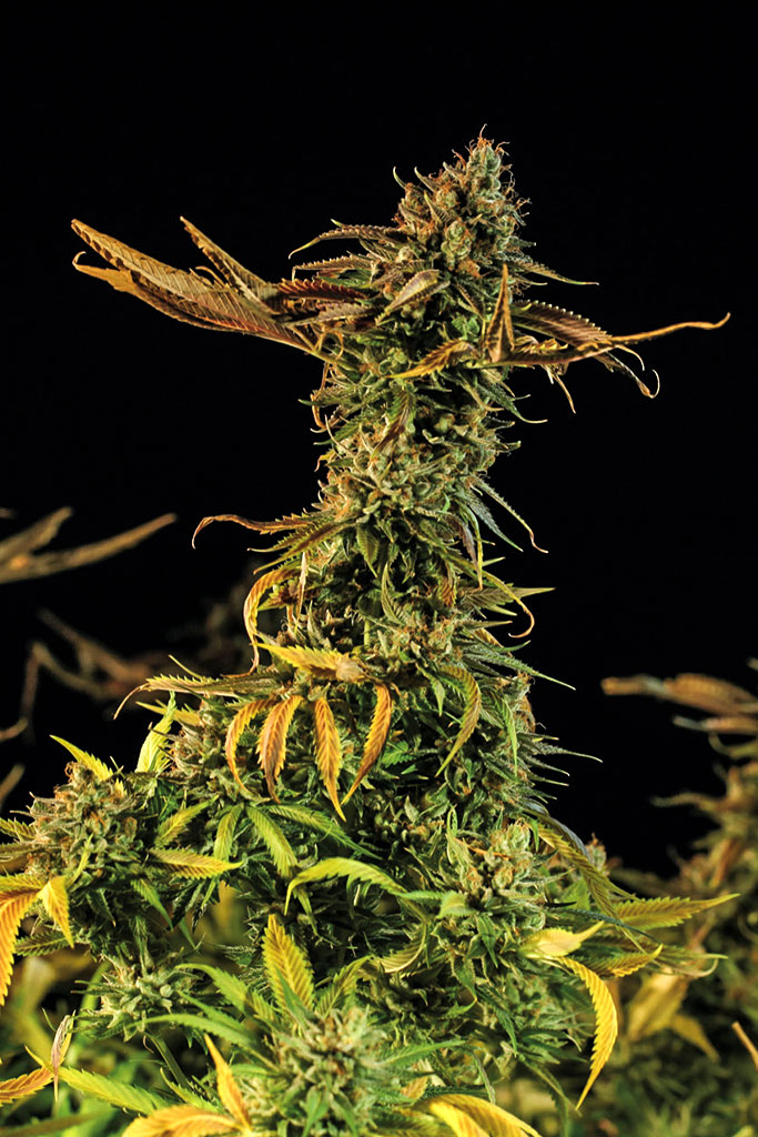 Blueberry Headband von Humboldt Seed Organisation