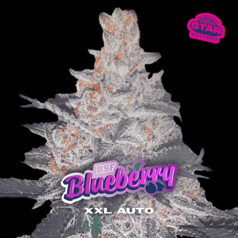 Blueberry XXL Auto BSF Seeds