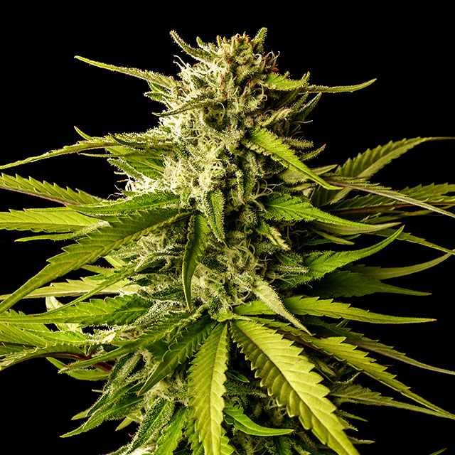 Break-up Cake von Kannabia Seed Company