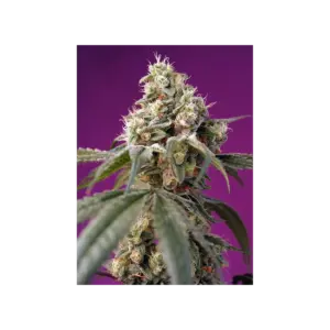 Bruce Banner Auto von Sweet Seeds