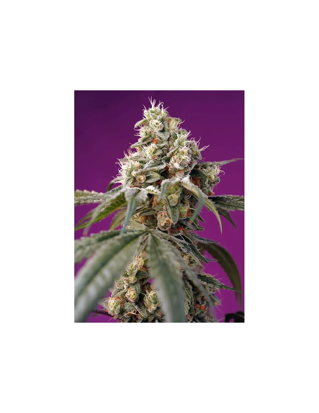 Bruce Banner Auto von Sweet Seeds