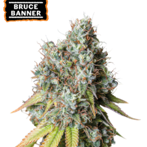 Bruce Banner Auto von Seedstockers