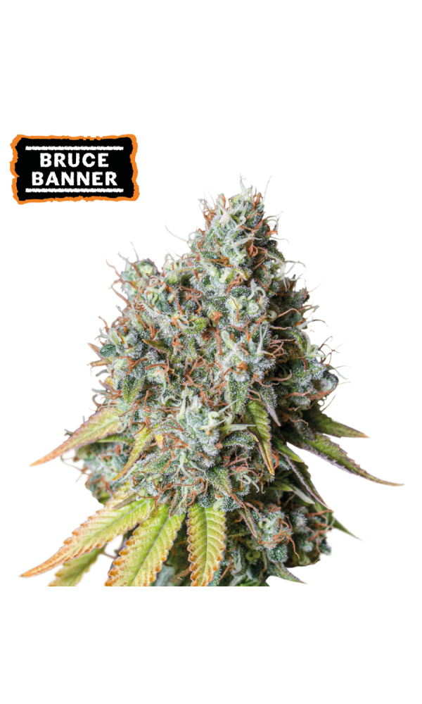 Bruce Banner Auto von Seedstockers