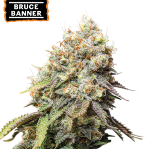 Bruce Banner von Seedstockers