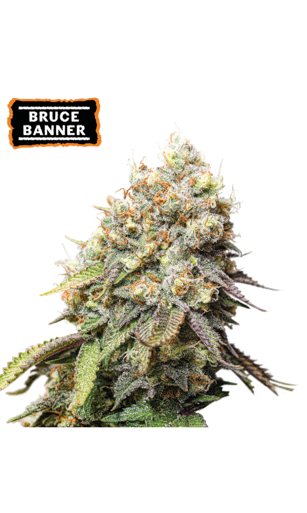 Bruce Banner von Seedstockers