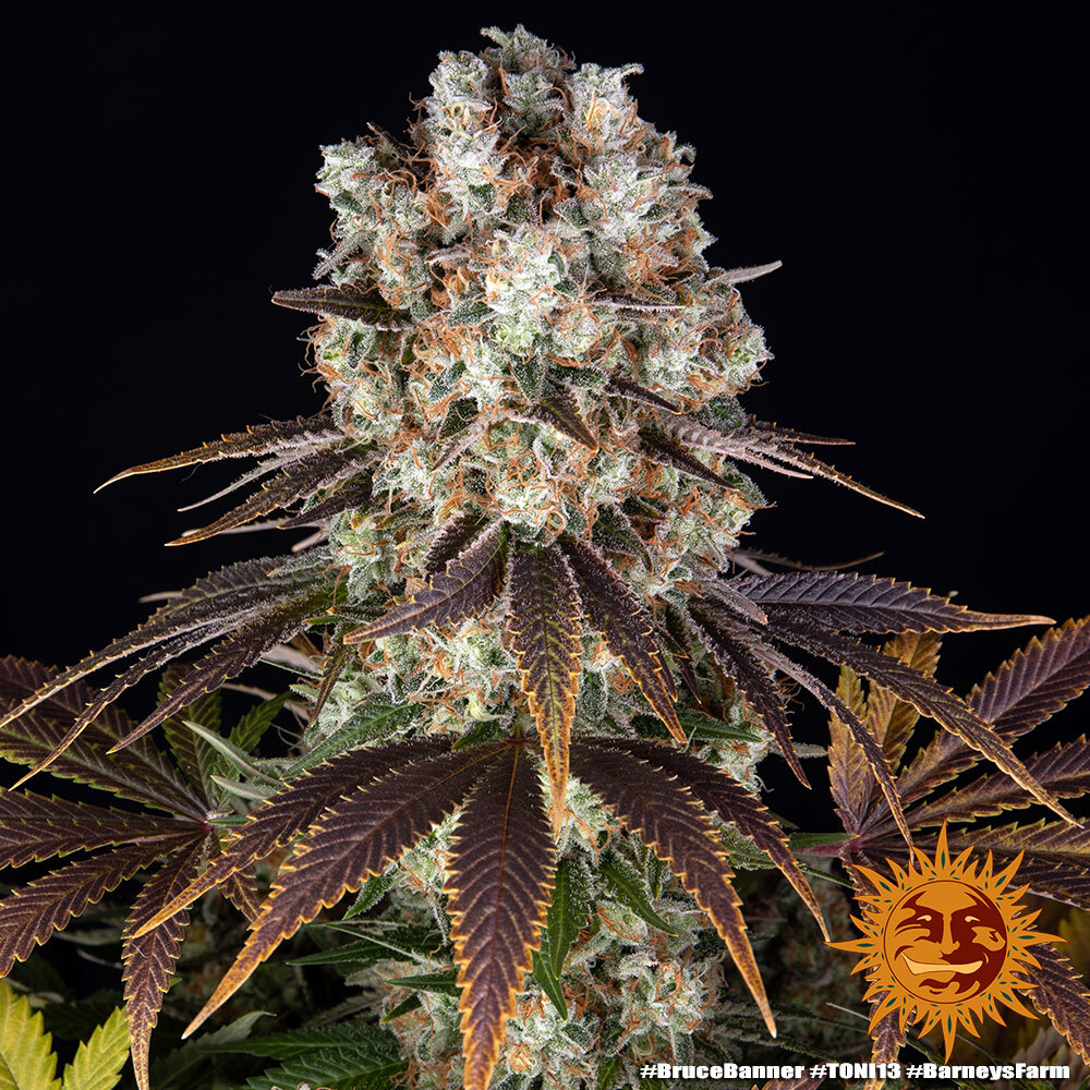 Bruce Banner Barney's Farm