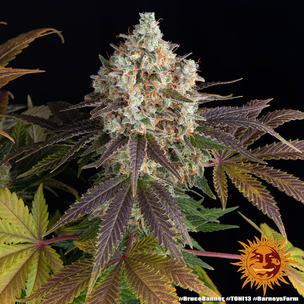 Bruce Banner Barney's Farm