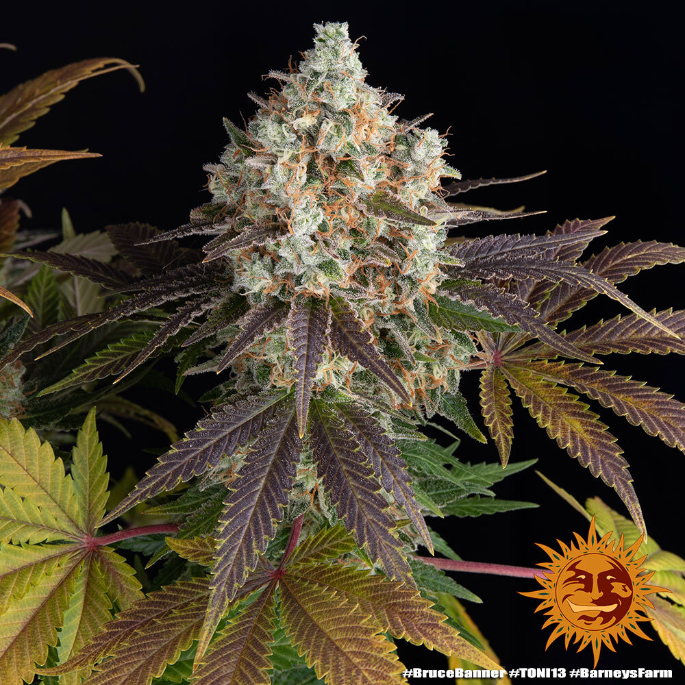 Bruce Banner Barney's Farm