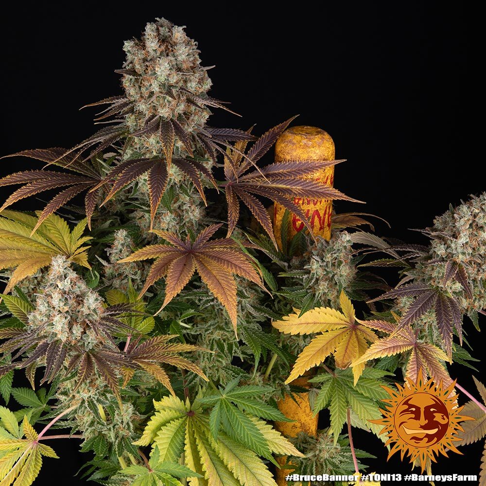 Bruce Banner Barney's Farm