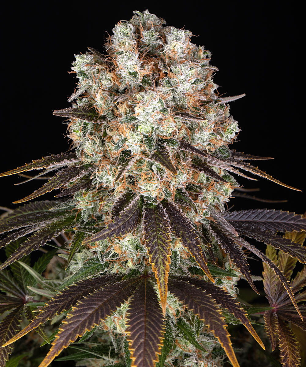 Bruce Banner Barney's Farm