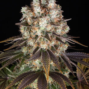 Bruce Banner Barney's Farm