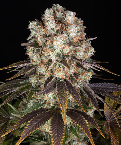 Bruce Banner Barney's Farm