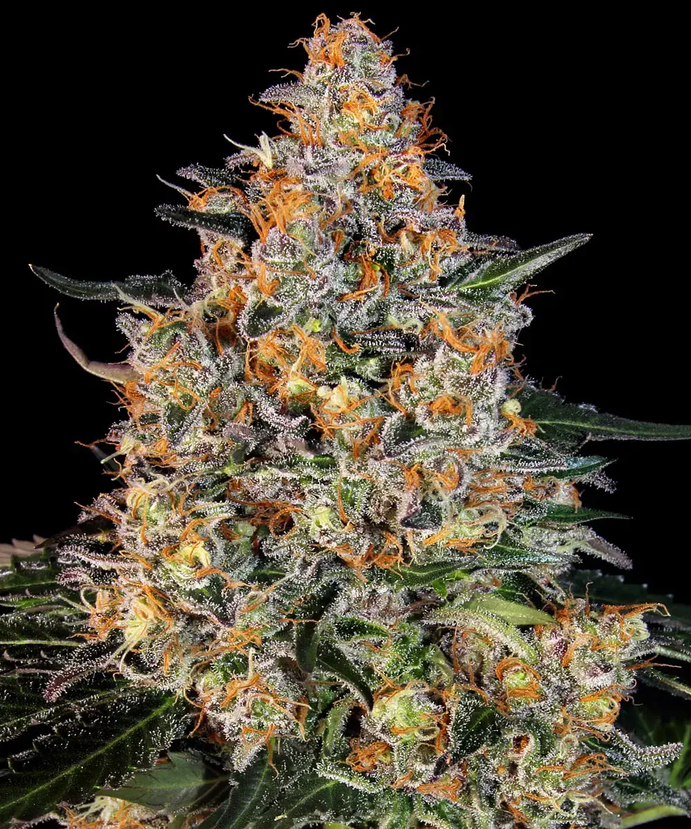 Bubba Kush Barney's Farm