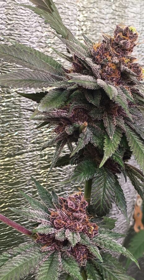 Bubba Kush x PCK von ACE Seeds